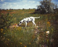 The most popular was achieved by a Dalmatian named Sparky from the United States. Figures of dog ...