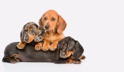 Dachshund cereals must be cooked in meat broth. You can give your dogs eggs and sour cream. Sour ...
