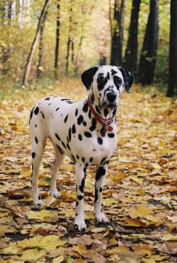 In the bosom of his family, or family friends whom the dog knows and also loves, there is no liv ...