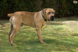 Because so many pedigrees have been combined into one big one, a lot of interesting data can be  ...