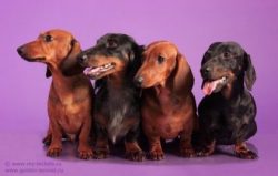 The first dachshunds were highly valued in the Middle Ages, especially since there were few of t ...
