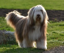 Of the colors for this breed, gray, black, reddish-brown, shades of brown or beige are allowed.  ...