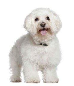 This breed lends itself well to training – the main thing here is to use the right approac ...