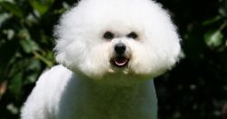 The Bichon Frize breed of dogs needs proper care, which mostly consists of combing and grooming. ...