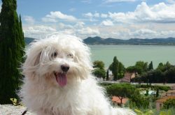 This breed does not tolerate loneliness, and they should not be left alone for a long time. Even ...