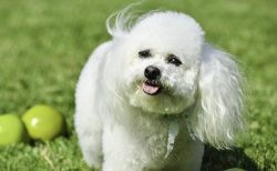Interesting Facts1. The name of the Bichon Frize breed in French means “curly bloom” ...