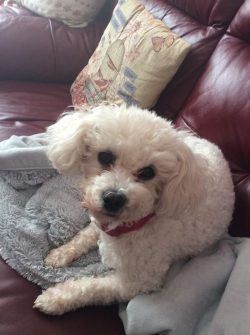 The long curly hair of the Bichon Frize requires constant regular grooming and, accordingly, tim ...