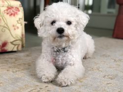 A cheerful and lively, but at the same time affectionate dog, the Bichon Frize does not need a l ...