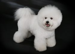 If desired, the Bichon Frize breed can be trained in a variety of commands, and even some tricks ...