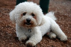Bichons are similar to poodles in the structure of the “puff” type of coat, which co ...