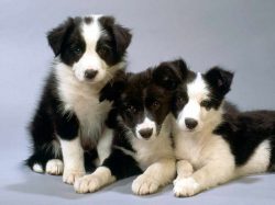 They are generally very friendly and open dogs, sociable and kind. For the protection of a priva ...
