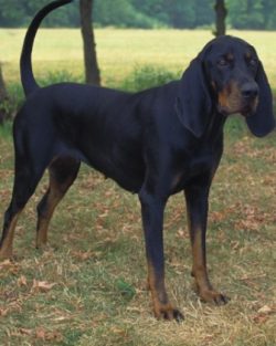 The black and tan coonhound will be a good friend and assistant on the hunt. Before you buy this ...