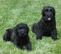 By its nature, the Black Russian Terrier is a true guardian. In this regard, it cannot be put on ...