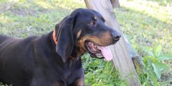 These dogs can hunt in any weather and in any type of terrain. In 1945, this breed was officiall ...
