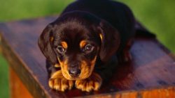 Black and Tan Coonhound is a dog of American descent. Possible relatives include the Bloodhound, ...