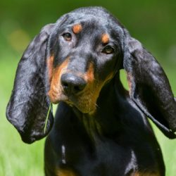 The Black and Tan Coonhound responds well to training and learns commands quickly. But his favor ...