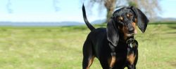 He is gentle and tolerant towards children, but he may be too independent to please a playful ch ...