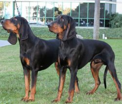 The black and tan coonhound has a balanced temperament. The dog is strong and hardy. Loyal to th ...