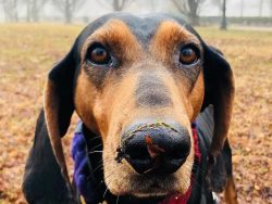 A dog’s weight ranges from 24 to 34 kg. Height at the withers is from 58 cm and at the pea ...