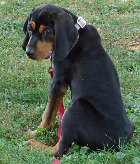 The Black and Tan Coonhound was originally used to hunt bears and raccoons. It is a North Americ ...