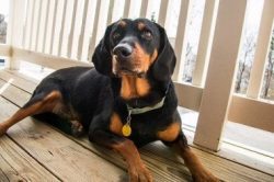 An energetic and truly frantic breed, the Black & Tan Coonhound needs daily vigorous trainin ...