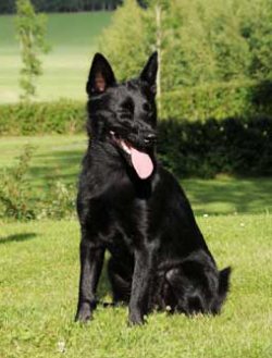 Norwegian black Elkhound treats children calmly, with understanding. But he is unlikely to endur ...