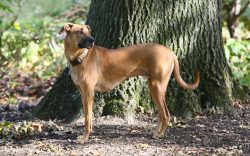 The exact origins of the Cur Black Black Mouth are unknown, but the breed was developed in the s ...
