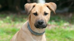The Black Mouth Cur is a high energy dog that needs at least two hours of daily exercise if it i ...