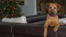 The short, thick Black Mouth Cur fur is single-layered and easy to care for using semi-regular c ...