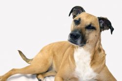His social nature and desire to please him make him an excellent family dog. Black Maw has a sen ...