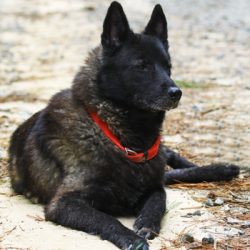 The eyes are a weak point in dogs of this breed. They often suffer from diseases such as glaucom ...