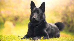 The Norwegian Elkhound is a hunting dog that is used in moose work. They have a wonderful sense  ...