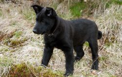 They can show aggression towards other dogs. They need training and education from an early age, ...