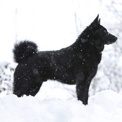 Not suitable for living in an apartment, they need long walks. They can be excellent guards for  ...