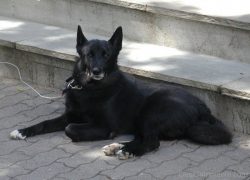 Of course, they are devoid of aggression and anger towards a person, they are not able to pounce ...