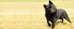 The dog’s attitude to other animals is formed in childhood, so it is so important to socia ...