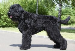 The coat of the Black Russian Terrier can be straight or slightly wavy. The hair on the head fal ...