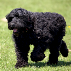 Dogs of this breed are the result of the Cold War. The breed was bred in Moscow after World War  ...