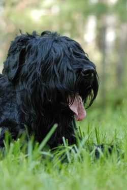 Breed selection was based on the Giant Schnauzer with crosses with other breeds, including the A ...