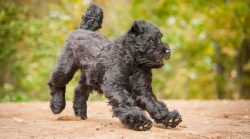 If you keep such a pet, then it is best to build fences around the perimeter of the yard, but wh ...