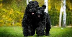 Russian black terriers have an instinct to protect the territory and loved ones, so socializatio ...