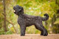 The average lifespan of the Black Russian Terrier is 10-11 years. As a rule, these pets are heal ...