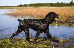 The Black Russian Terrier is truly a true friend of man. They develop excellently only in the en ...