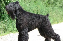 The Black Russian Terrier is smart, but like most dogs, it has some stubbornness and certain ind ...