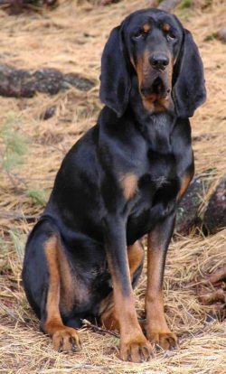 It is a large, powerful, and active dog. It has large, drooping ears and a strong, tapered tail. ...