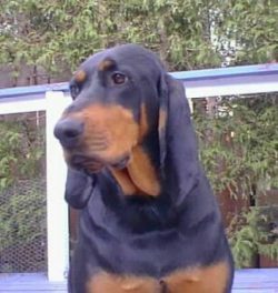 Coonhound needs regular grooming. Brush your coat twice a month, check your ears for infections, ...