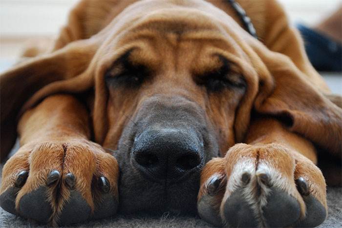 Bloodhound is a dog that is ready to help people from birth. In the genes of the representatives ...