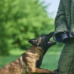 When leaving the dog alone, provide it with toys. If you have the slightest opportunity, take it ...