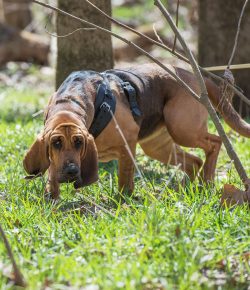Bloodhound is quite cautious, calm, and distrustful, but if given enough time to get to know him ...