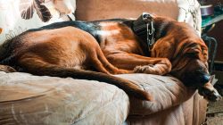 These pets came to England in 1066, on the ships of William the Conqueror. For centuries, they w ...